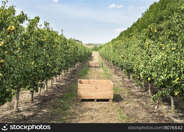 Pears in orchard. Pears trees and a big wooden crate