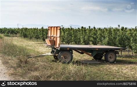 Pears in orchard. Tractor trailer and trees
