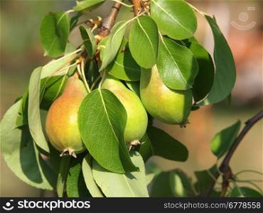 Pears on a tree branch closeup in orchard
