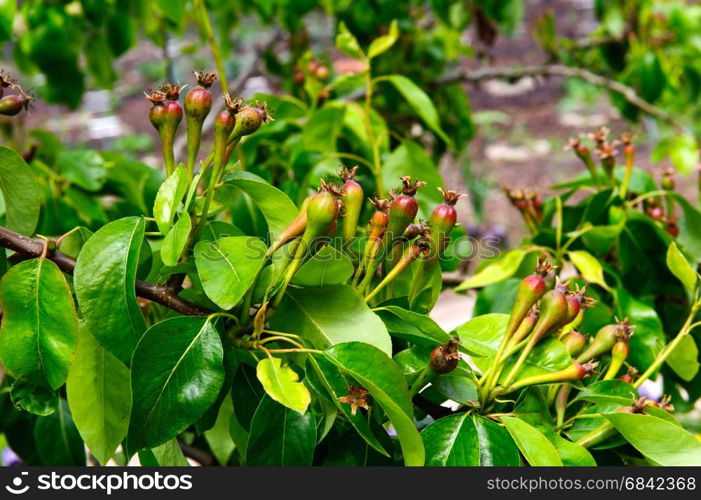 Pears on the branch growing on a spring time in the garden