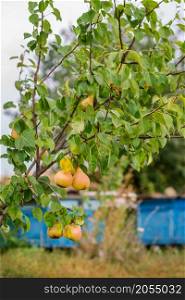 Pears on the tree in the orchard. Young tree. Cultivation of organic fruits.. Pears on the tree in the orchard. Young tree.