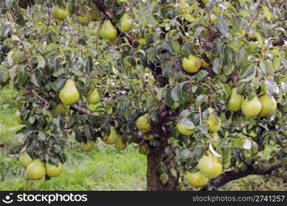 pears ripening in abundance on tree