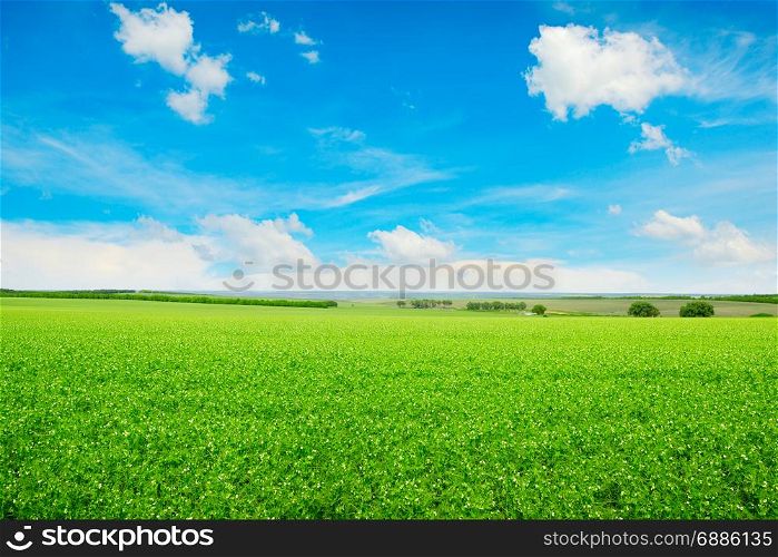 Peas field and blue sky. Summer landscape.
