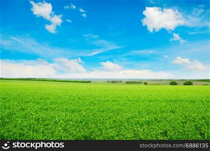 Peas field and blue sky. Summer landscape.