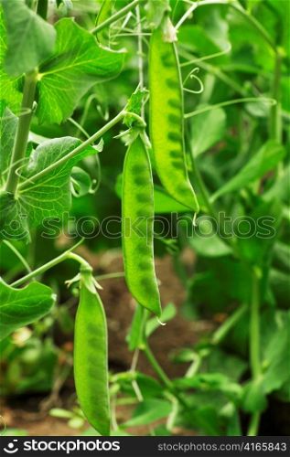 peas growing in the garden