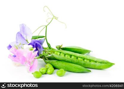 Peas in pods with sweet pea flowers isolated on white background