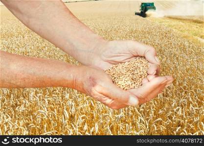 peasant hands hold handful with seeds on wheat field background