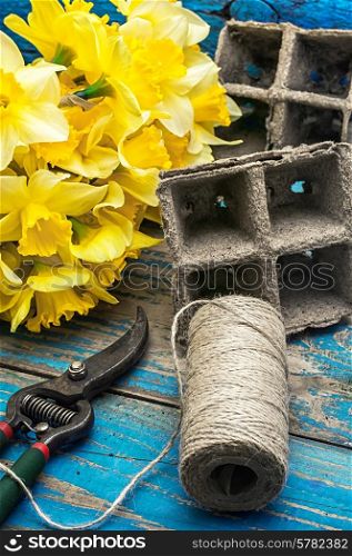 peat pots,gardening secateurs and buds of yellow daffodils