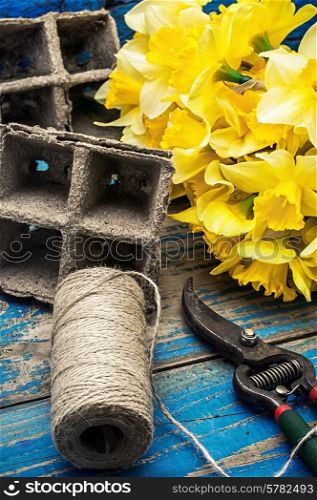 peat pots,gardening secateurs and buds of yellow daffodils
