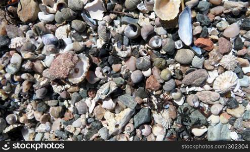 Pebble Beach with shells interspersed
