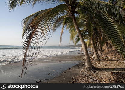 Pebble sandy beach looking over the shining ocean through palms fronds