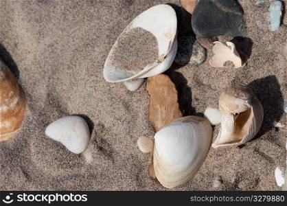 Pebbles and seashells on the beach in the Hamptons