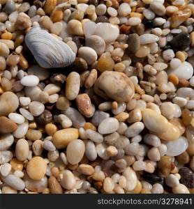 Pebbles and seashells on the Hampton shoreline