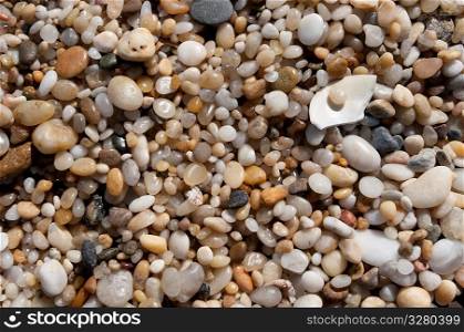 Pebbles and seashells on the Hampton shoreline