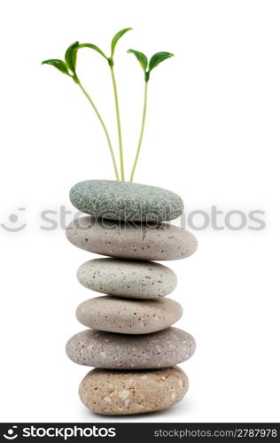 Pebbles and seedlings - alternative medicine concept