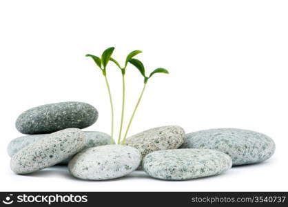 Pebbles and seedlings - alternative medicine concept