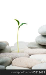 Pebbles and seedlings - alternative medicine concept