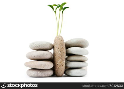 Pebbles and seedlings - alternative medicine concept