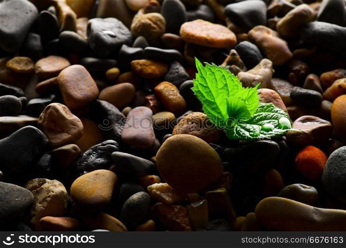 Pebbles with green sprout background. Pebbles with green sprout