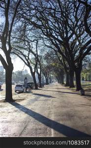 Pedestrian path between trees along the street