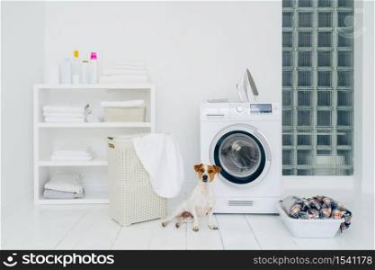 Pedigree dog poses in laundry room with washing machine and pile of dirty clothes in basket. Domestic room interior. White wall. Iron for ironing clean linen