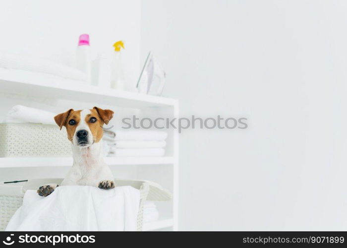 Pedigree dog poses inside of white basket in laundry room, shelves with clean neatly folded towels and detergents, copy space against white background