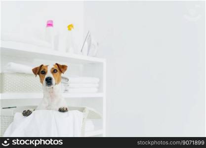 Pedigree dog poses inside of white basket in laundry room, shelves with clean neatly folded towels and detergents, copy space against white background