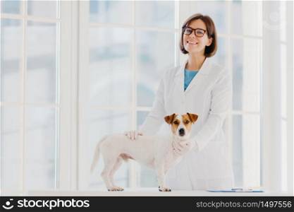 Pedigree dog russell terrier examined and consulted by veterinarian, pose near examination table in vet clinic, going to have vaccination in medical office. Domestic animal visits good doctor