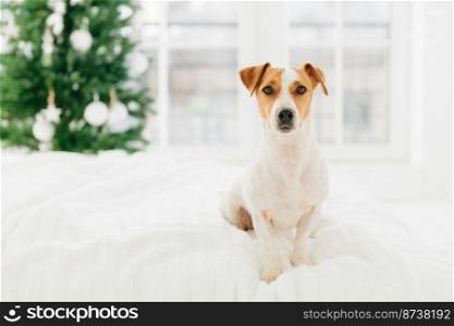 Pedigree jack russell terrier dog poses on bed against blurred background, fir tree symbolizing coming winter holidays. Animals, Christmas, New Year celebration
