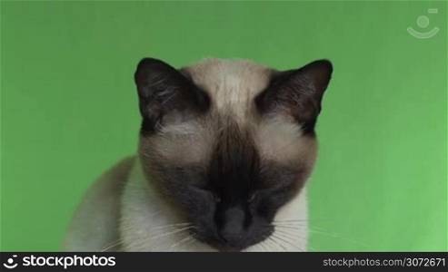 Pedigree seal point Siamese cat looking around on a green screen