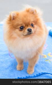 pedigreed dog sable German Toy Pomeranian is looking up. dog sable German Toy Pomeranian breed