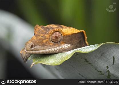 Peekaboo Gecko Style