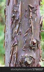 peeled bark of a tree trunk