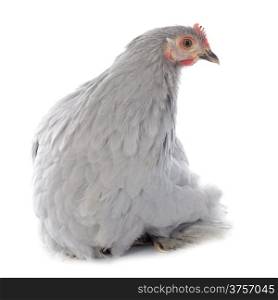 Pekin chicken in front of white background