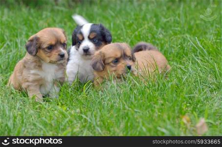 Pekinese puppy dog sitting on grass