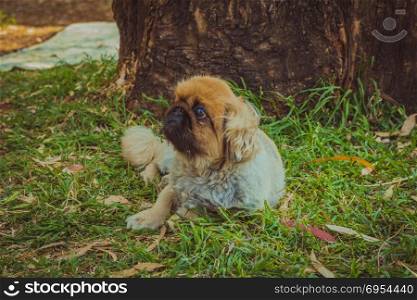 Pekingese dog resting on a grass under a tree outdoor.