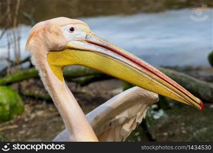 Pelecanus onocrotalus also known as the eastern white pelican, rosy pelican or white pelican.