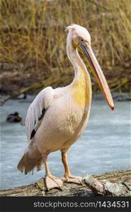 Pelecanus onocrotalus also known as the eastern white pelican, rosy pelican or white pelican.