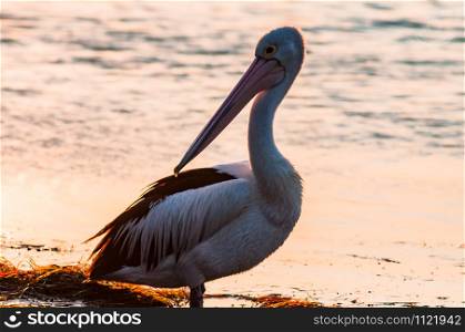 Pelican along the lake side during sunset