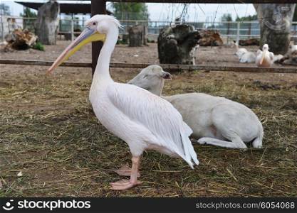 Pelican and other animals in cage of zoo