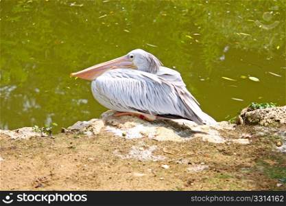 Pelican beside a small lake in ZOO