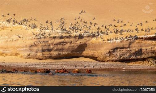 Pelican colony on the rock at Parakas national reserve, Peru, South America