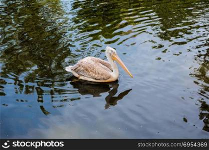 Pelican floating in the lake.