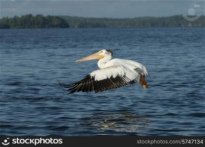 Pelican flying over a lake, Lake of The Woods, Ontario, Canada