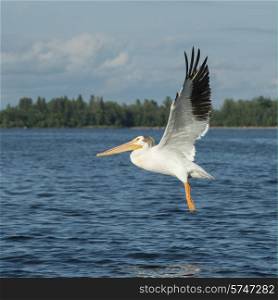 Pelican flying over a lake, Lake of The Woods, Ontario, Canada