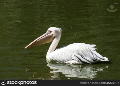 Pelican in lake water full profile closeup