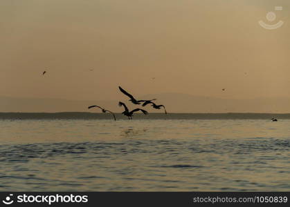 Pelican is flying against the blue sky on the Eber lake in Turkey.