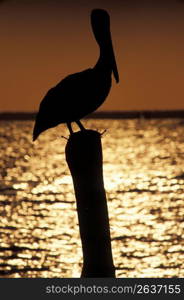 Pelican perching on piling at sunset, Isla Mujeres, Mexico