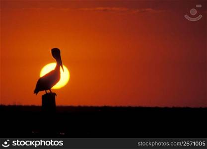 Pelican perching on post, Mexico