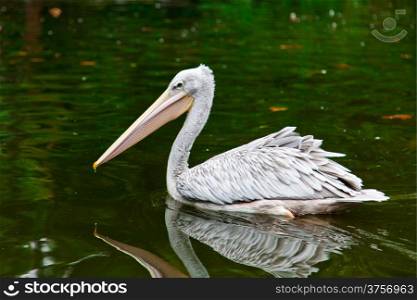 pelican reflecting in water. Pelican in green pond